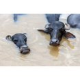 thumbnail image 1 of Water buffalos in Ganges River, Varanasi, India Poster Print by Ali Kabas (17 x 11), 1 of 1