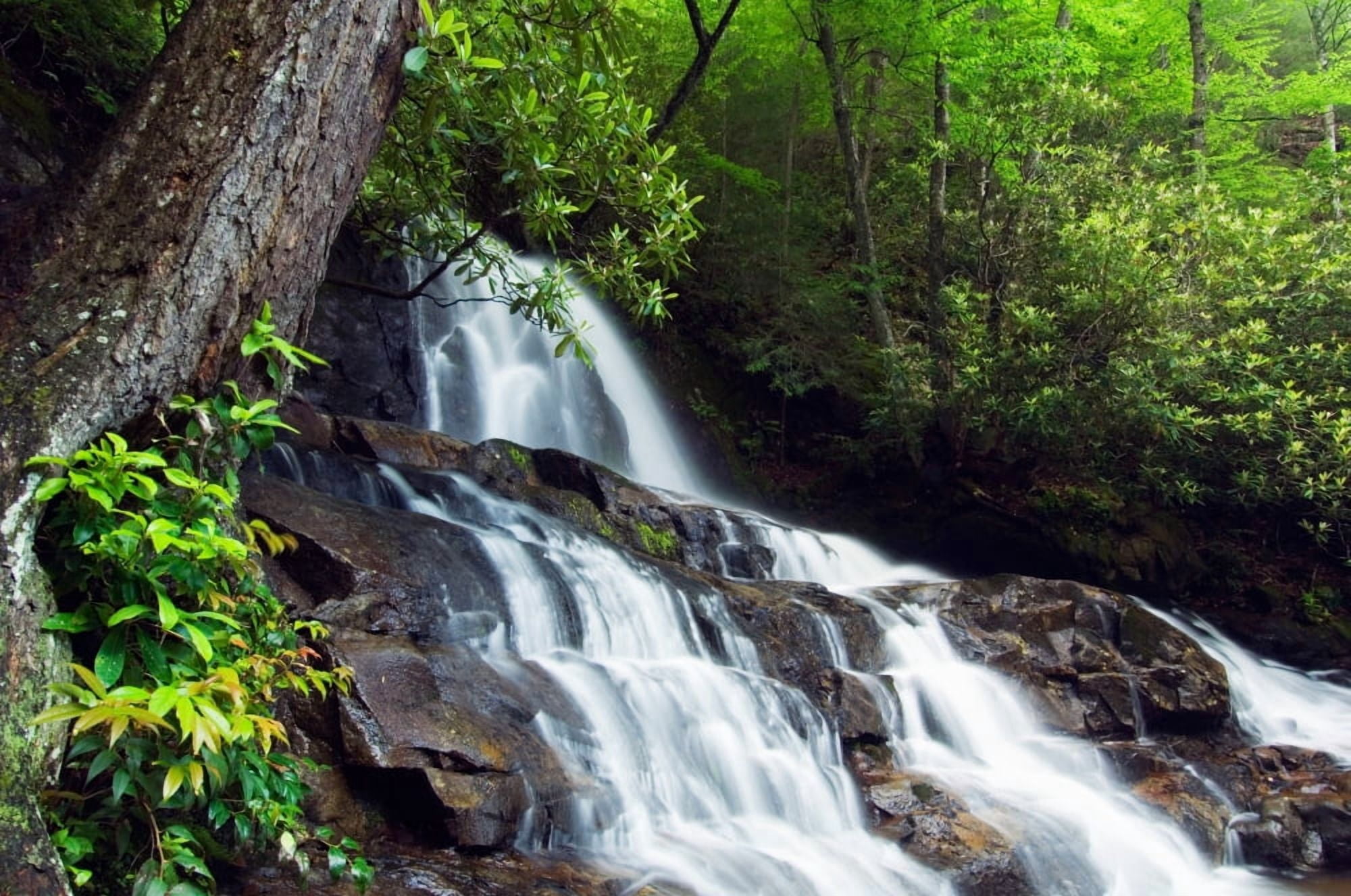 Water cascading over rocky cliffs Laurel Creek Falls Great Smoky Mountains National Park Tennessee USA Canvas Art - Panoramic Images (12 x 36)