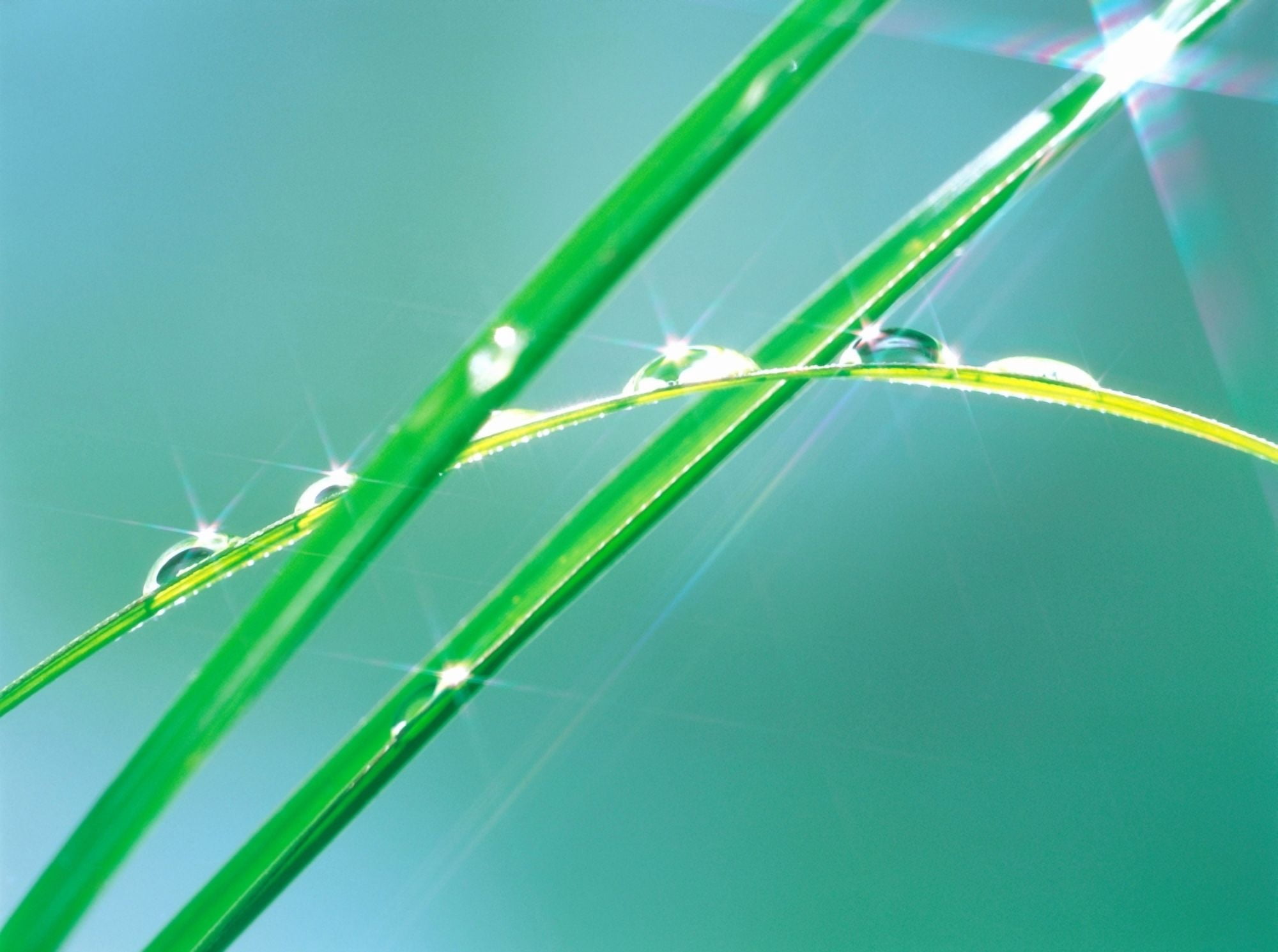Water drops on leaves Lit Canvas Art - Panoramic Images (36 x 24)