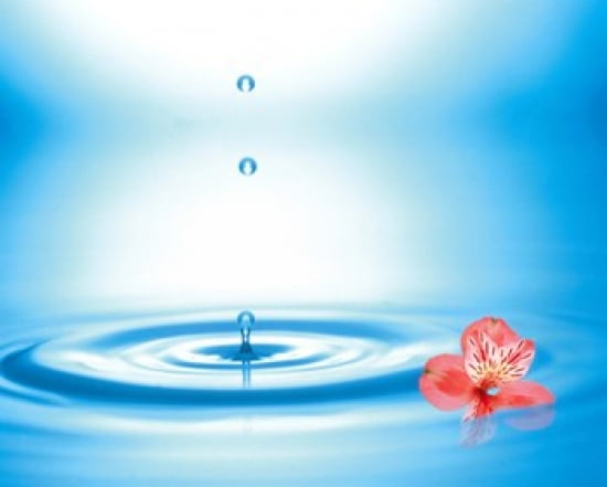 Water drops rising from water rings with small coral flower Canvas Art - Panoramic Images (24 x 20)