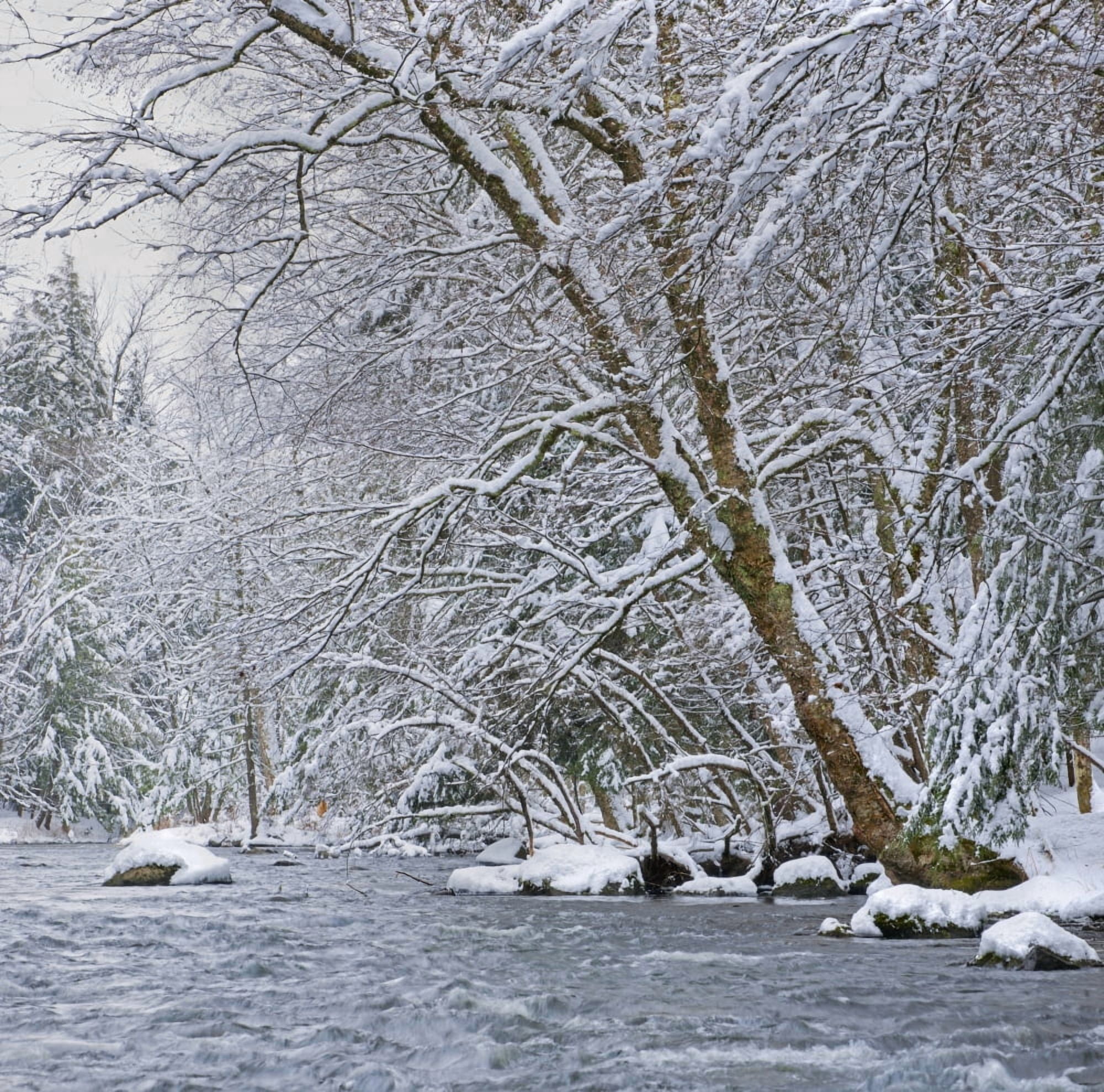 Water flowing in a river with snow covered shoreline Fulford Quebec Canada Canvas Art - David Chapman Design Pics (15 x 15)