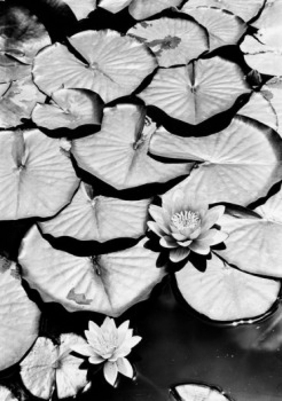 Water lilies Canvas Art -  (18 x 24)