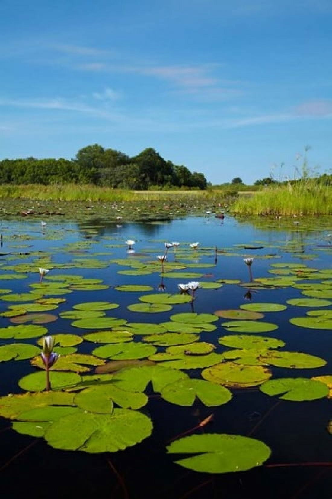 Water lilies Okavango Delta Botswana Africa Canvas Art - David Wall DanitaDelimont (18 x 24)
