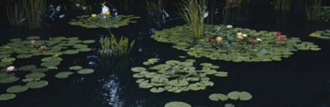 Water lilies in a pond Denver Botanic Gardens Denver Colorado USA Canvas Art - Panoramic Images (18 x 6)