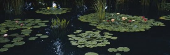 Water lilies in a pond Denver Botanic Gardens Denver Colorado USA Canvas Art - Panoramic Images (36 x 12)