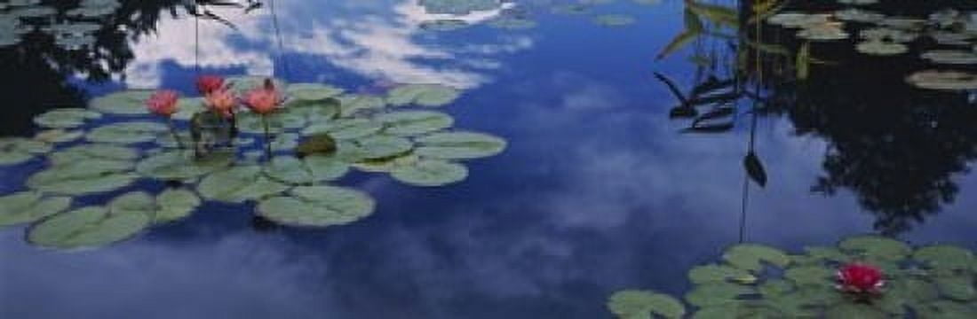 Water lilies in a pond Denver Botanic Gardens Denver Denver County Colorado USA Canvas Art - Panoramic Images (18 x 6)