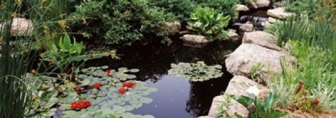 Water lilies in a pond Sunken Garden Olbrich Botanical Gardens Madison Wisconsin USA Canvas Art - Panoramic Images (18 x 7)