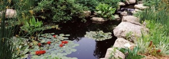 Water lilies in a pond Sunken Garden Olbrich Botanical Gardens Madison Wisconsin USA Canvas Art - Panoramic Images (36 x 13)