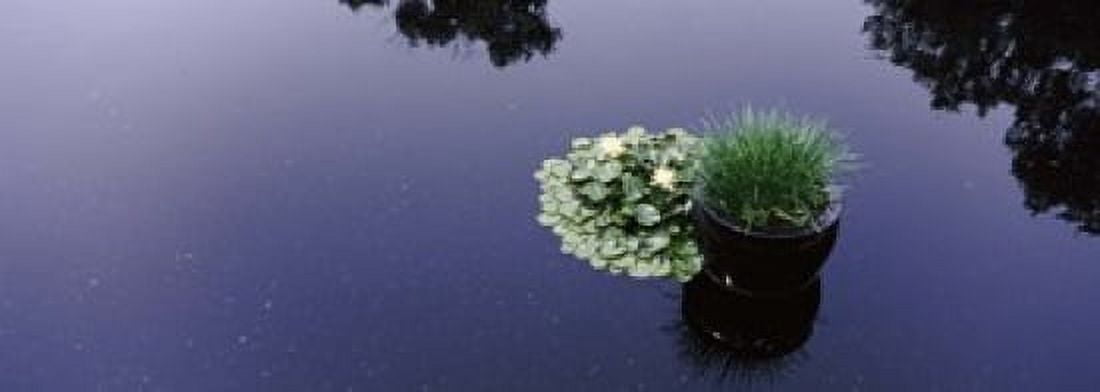 Water lilies with a potted plant in a pond Olbrich Botanical Gardens Madison Wisconsin USA Canvas Art - Panoramic Images (18 x 7)