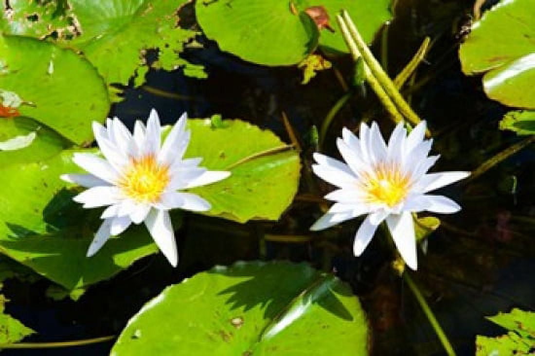 Water lilies with lily pads in a pond Isola Madre Stresa Lake Maggiore Piedmont Italy Canvas Art - Panoramic Images (36 x 24)