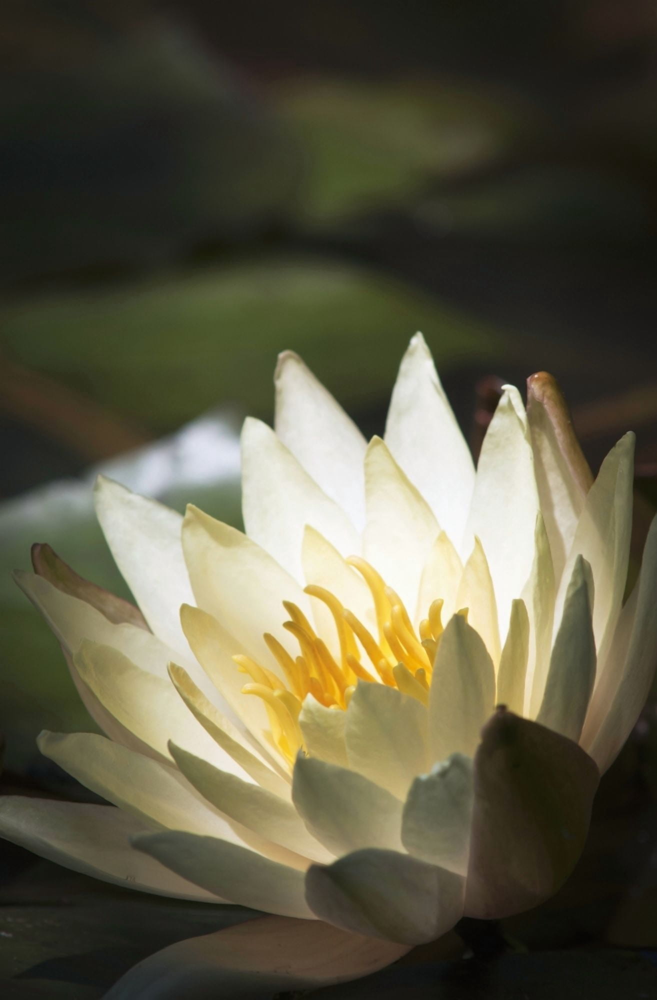 Water lily blooms in a pond Astoria Oregon United States of America Canvas Art - Robert L Potts Design Pics (12 x 19)