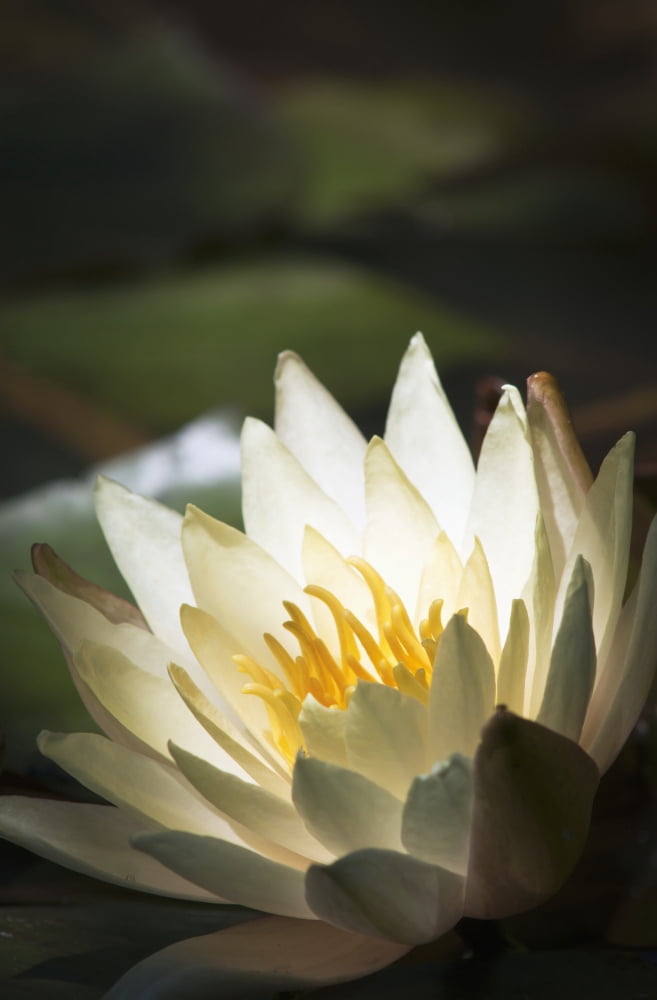 Water lily blooms in a pond Astoria Oregon United States of America Canvas Art - Robert L Potts Design Pics (24 x 38)