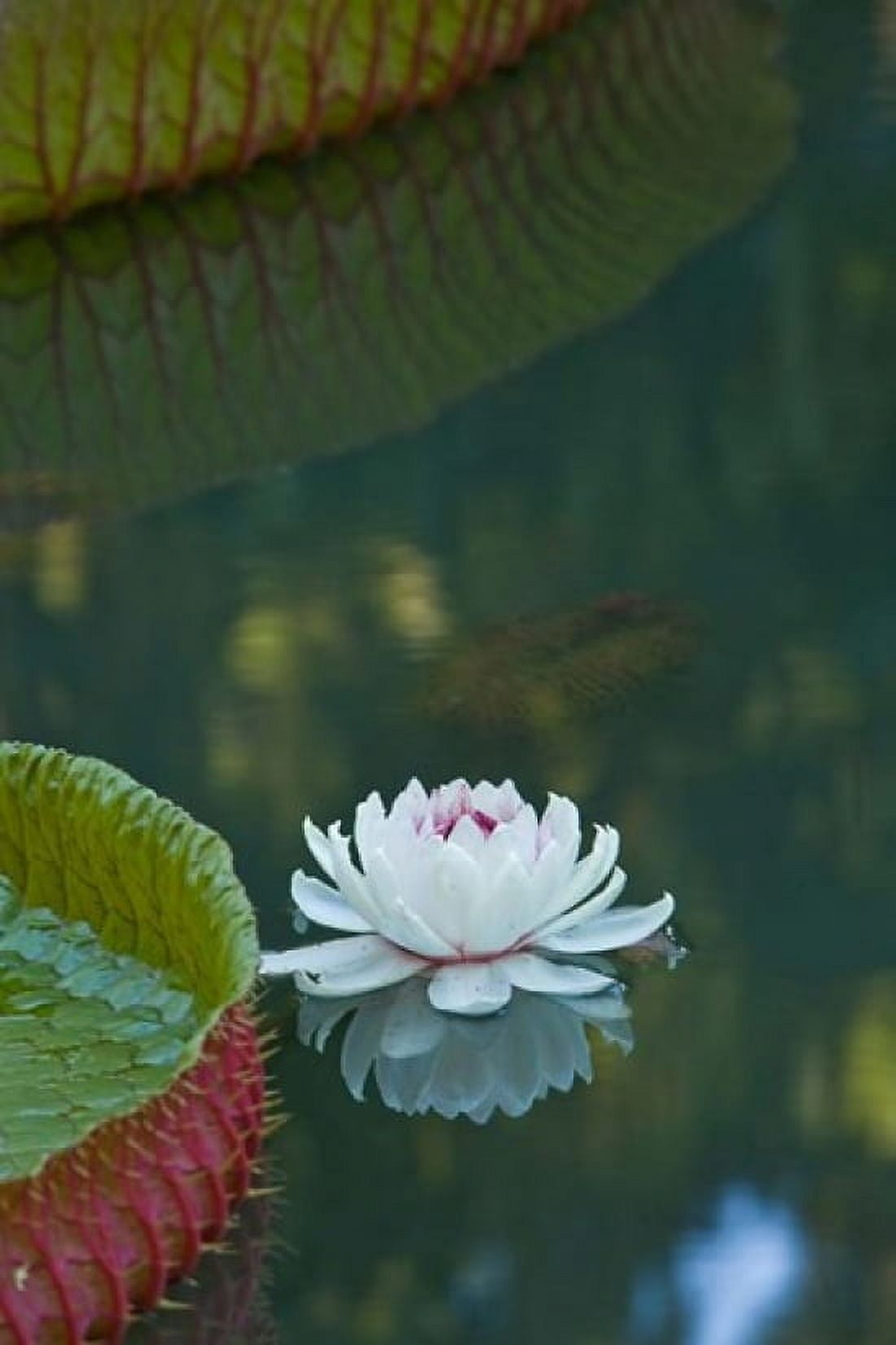 Water lily flowers Mauritius Canvas Art - Stuart Westmorland DanitaDelimont (23 x 35)