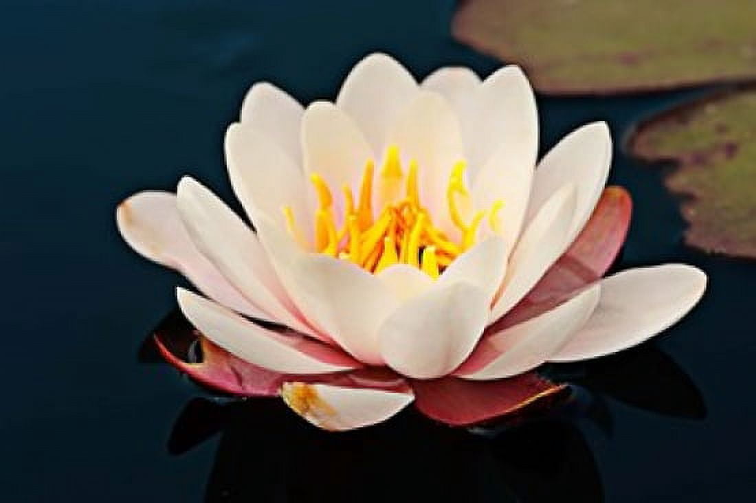 Water lily in a pond Mendocino Coast Botanical Gardens Fort Bragg California USA Canvas Art - Panoramic Images (36 x 24)