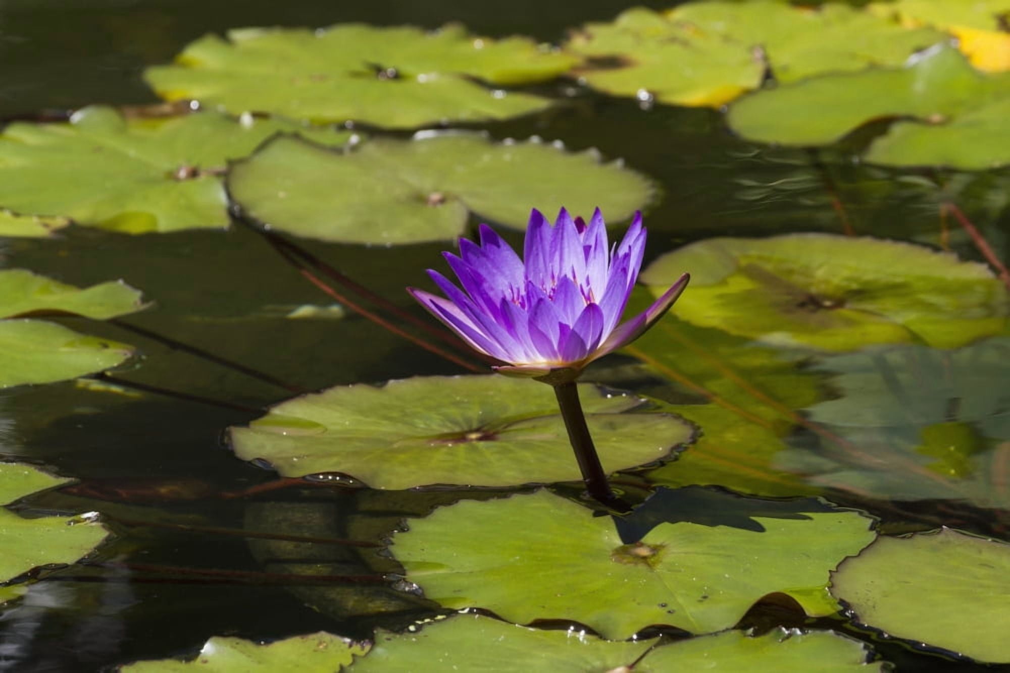 Water lily in the Bethesda Fountain in Central Park New York City New York United States Canvas Art - Peter Langer Design Pics (38 x 24)