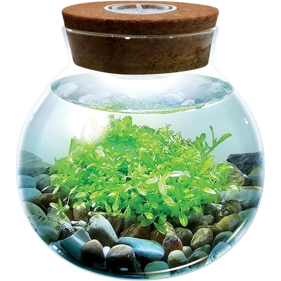WaterPlants- Create Your Own Lush and Soothing Aquascape Terrarium Starter Kit, Indoor Plant Glass Globe Terrariums with Powerful 3 LED Light and Complete Supplies, Just Add Water!