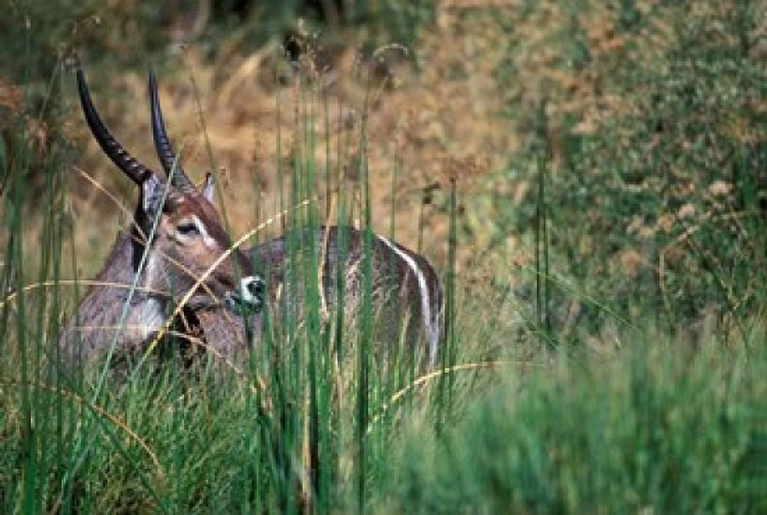 Waterbuck Feeds in Marsh Khwai River Moremi Game Reserve Botswana Canvas Art - Paul Souders DanitaDelimont (36 x 24)