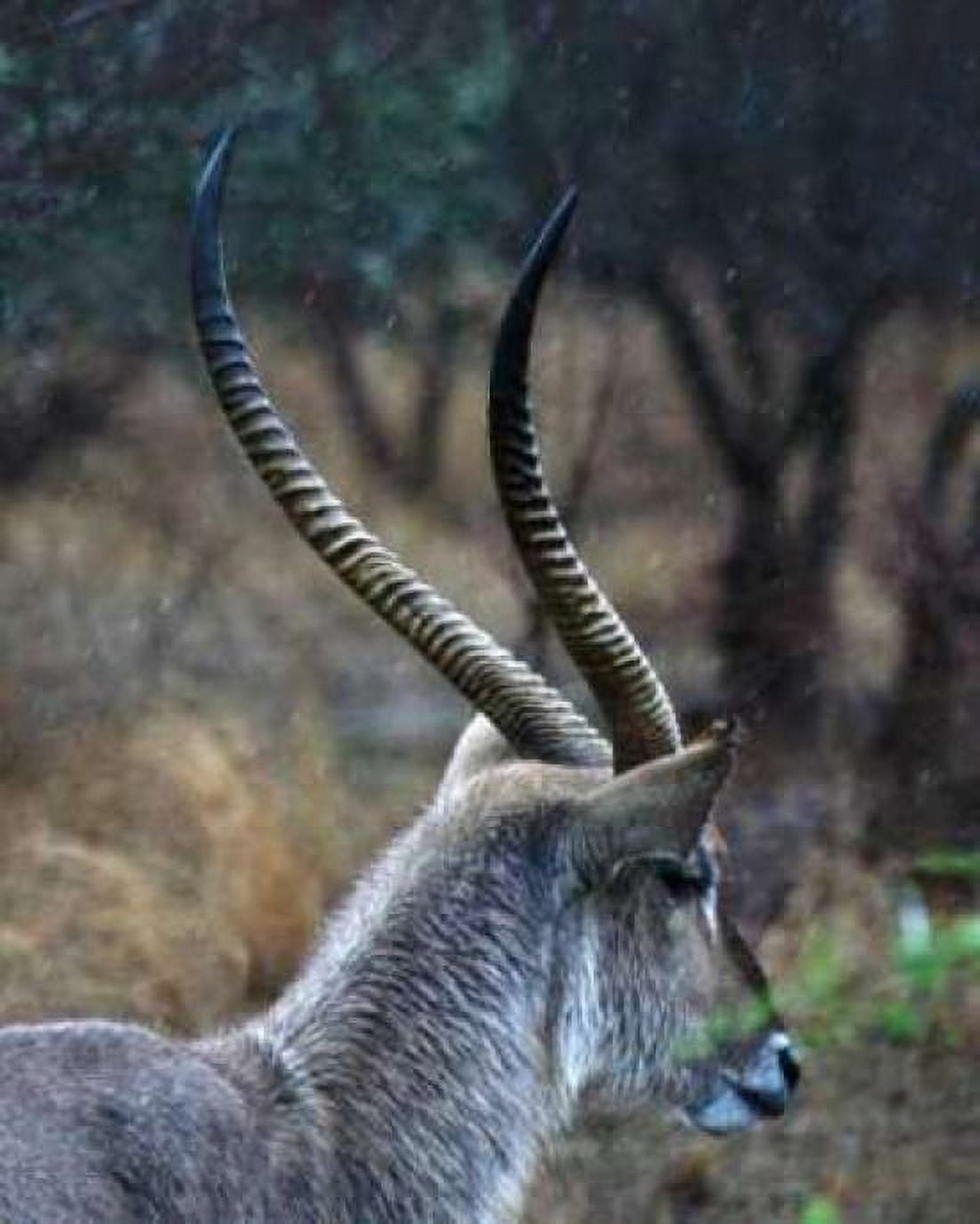 Waterbuck II Canvas Art - Dana Underdahl (24 x 30)