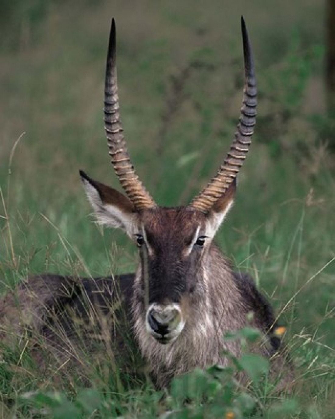 Waterbuck Kenya Canvas Art - Dee Ann Pederson DanitaDelimont (32 x 39)