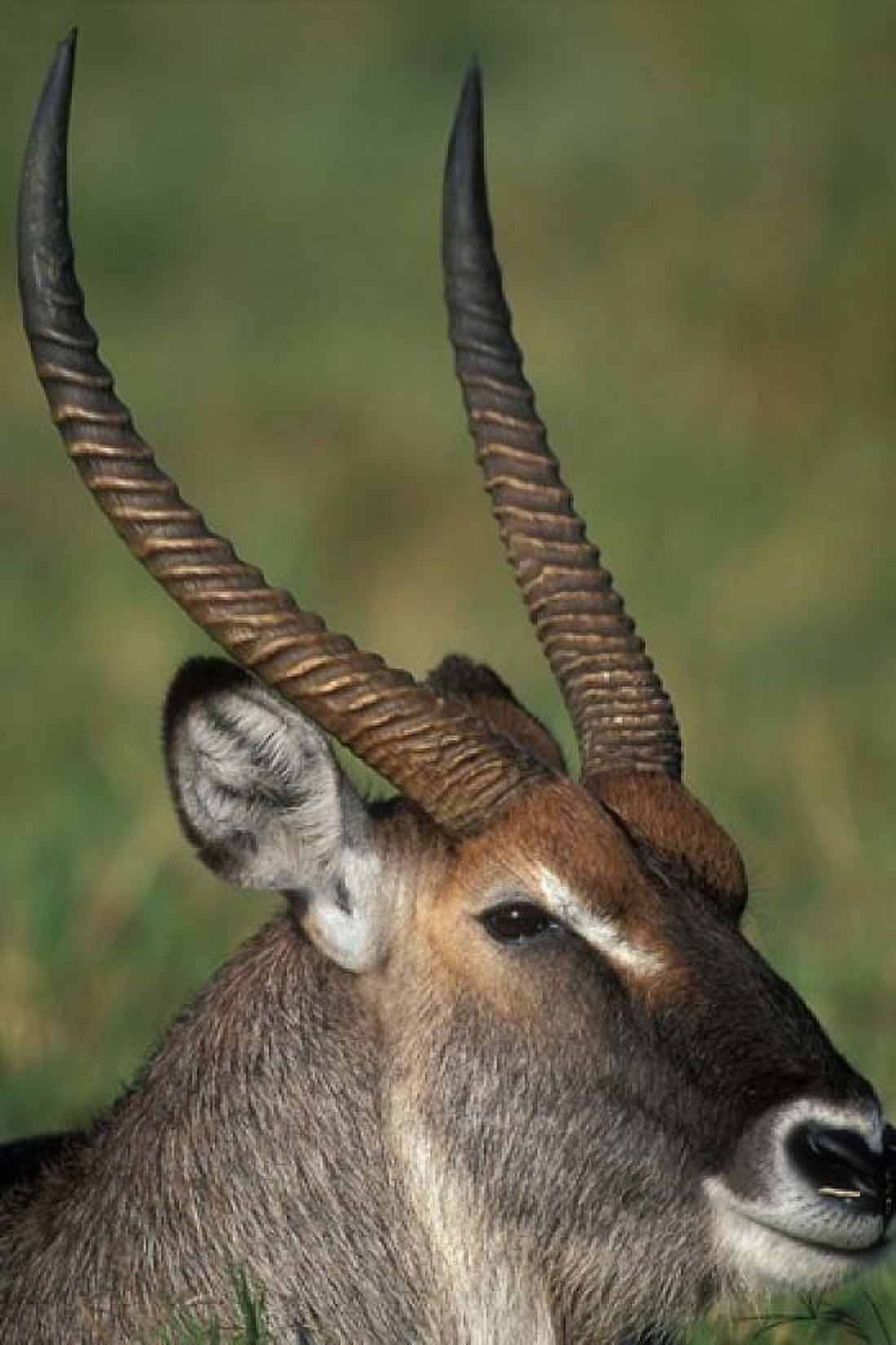 Waterbuck Resting in Musiara Marsh Masai Mara Game Reserve Kenya Canvas Art - Paul Souders DanitaDelimont (24 x 36)