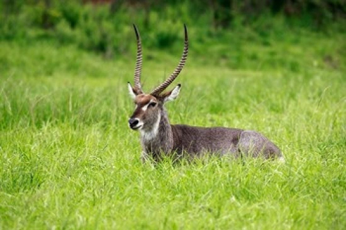 Waterbuck wildlife Hluhulwe Game Reserve South Africa Canvas Art - Maresa Pryor DanitaDelimont (24 x 15)