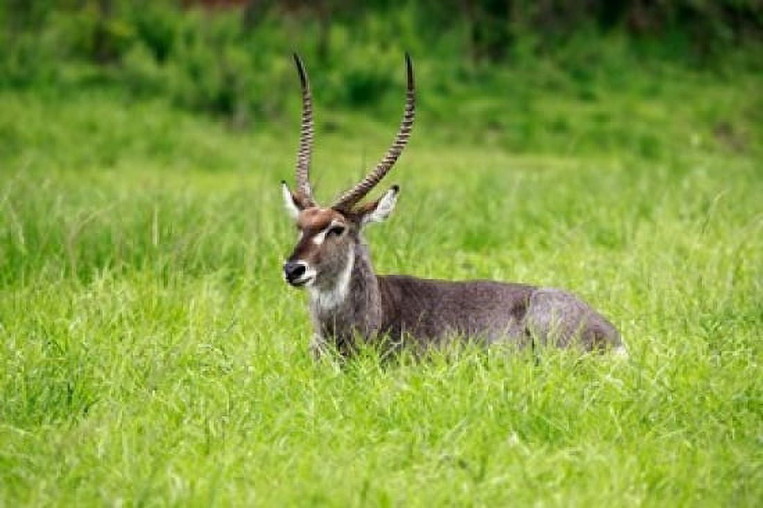 Waterbuck wildlife Hluhulwe Game Reserve South Africa Canvas Art - Maresa Pryor DanitaDelimont (35 x 23)