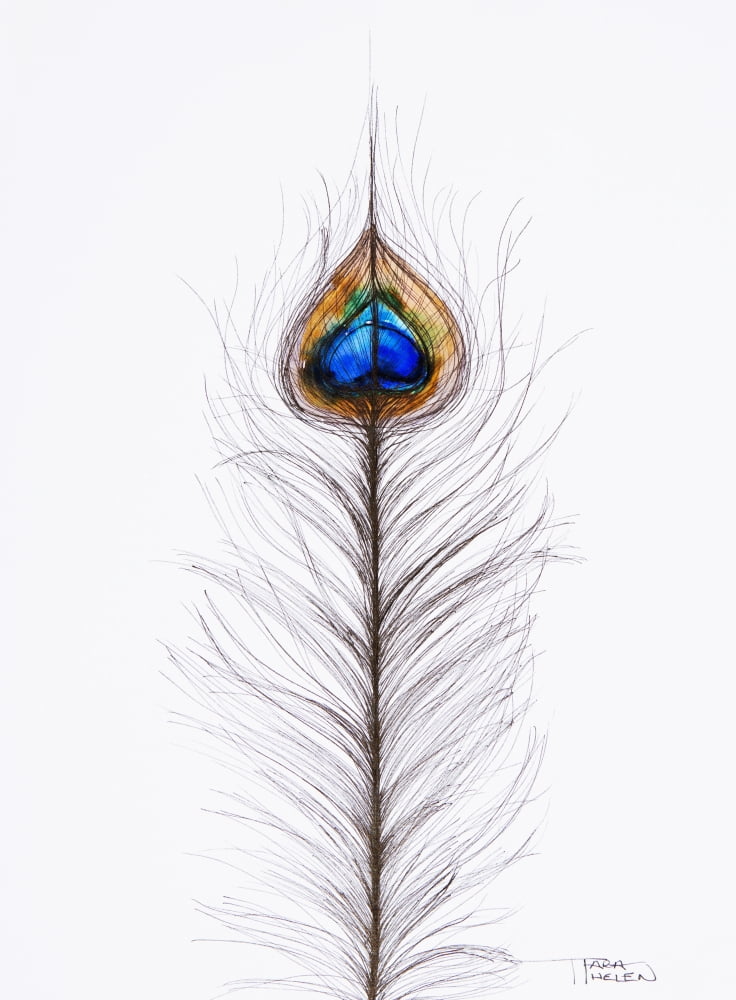 Watercolor Painting Of Two Peacock Feathers Canvas Art - Tara Thelen  Design Pics (26 x 36)
