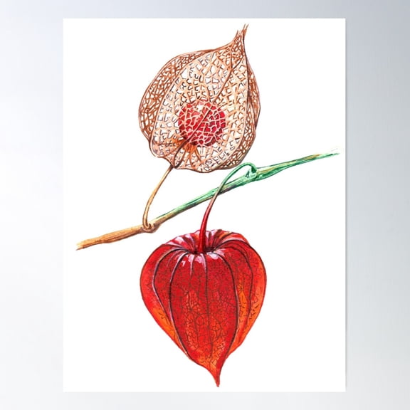 Watercolor Physalis Poster Wall Art, Modern Wall Decor For Living Room Bedroom, 8x12 UNFRAMED