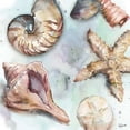thumbnail image 1 of Watercolor Shell Toss II Poster Print by  Tre Sorelle Studios, 1 of 2
