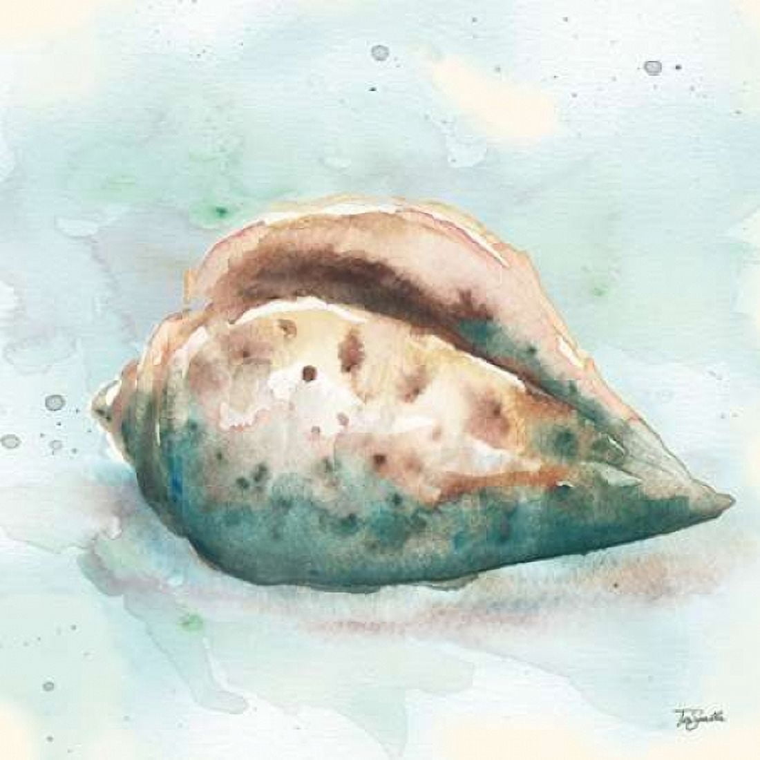Watercolor Shells I Canvas Art - Tre Sorelle Studios (24 x 24)