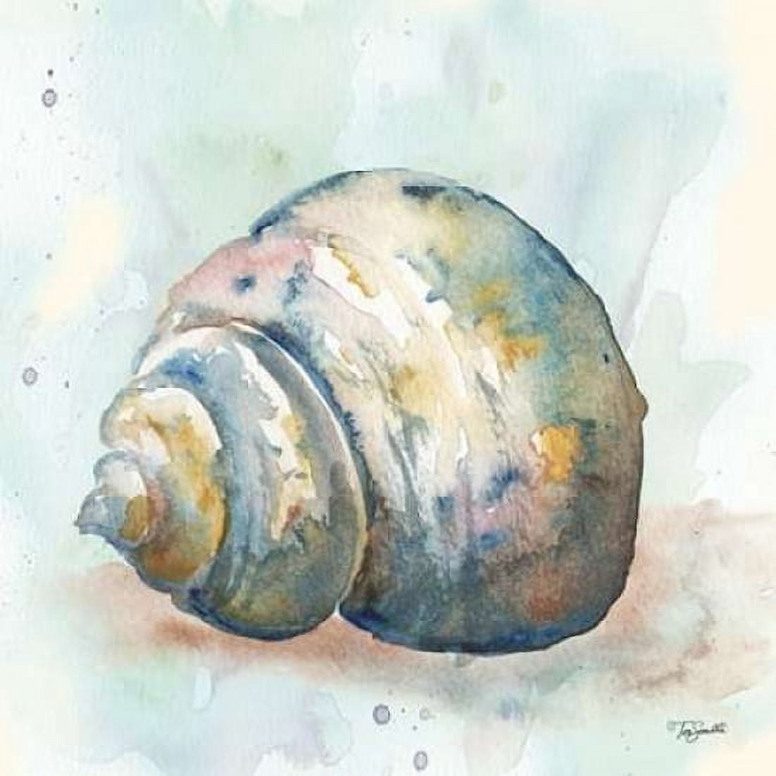 Watercolor Shells IV Canvas Art - Tre Sorelle Studios (24 x 24)