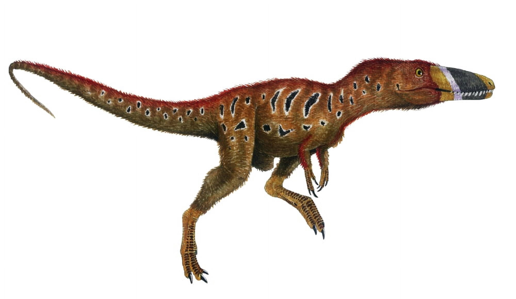 Watercolor painting of Xiongguanlong baimoensis Canvas Art - Vladimir NikolovStocktrek Images (19 x 11)