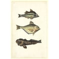 thumbnail image 1 of Watercolour 50 From The Watling Collection Poster Print By Mary Evans Natural History Museum, 1 of 4
