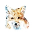 thumbnail image 1 of Watercolour Fox Poster Print by Edward Selkirk (12 x 12), 1 of 2