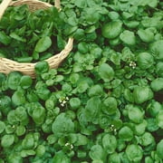 Mountain Valley Seed Company Watercress Garden Seeds - 0.25 Oz - Heirloom, Vegetable Gardening Cress Seeds