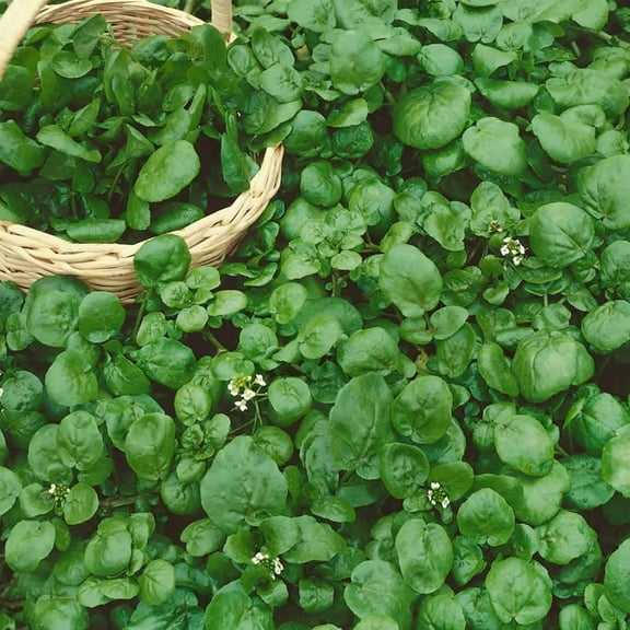 Mountain Valley Seed Company Watercress Garden Seeds - 0.25 Oz - Heirloom, Vegetable Gardening Cress Seeds