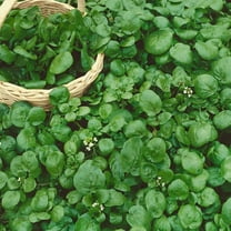 Mountain Valley Seed Company Watercress Garden Seeds - 0.25 Oz - Heirloom, Vegetable Gardening Cress Seeds