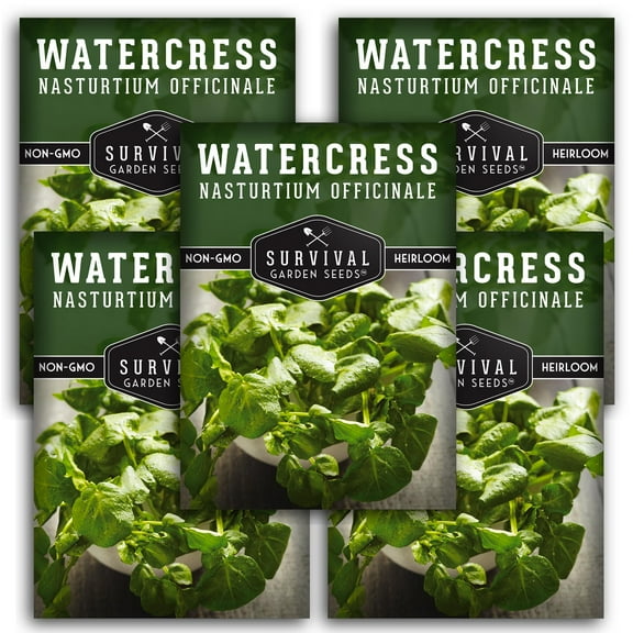 Watercress Seeds - Non-GMO Heirloom Full Sun Perennial Vegetable - 5 Pack