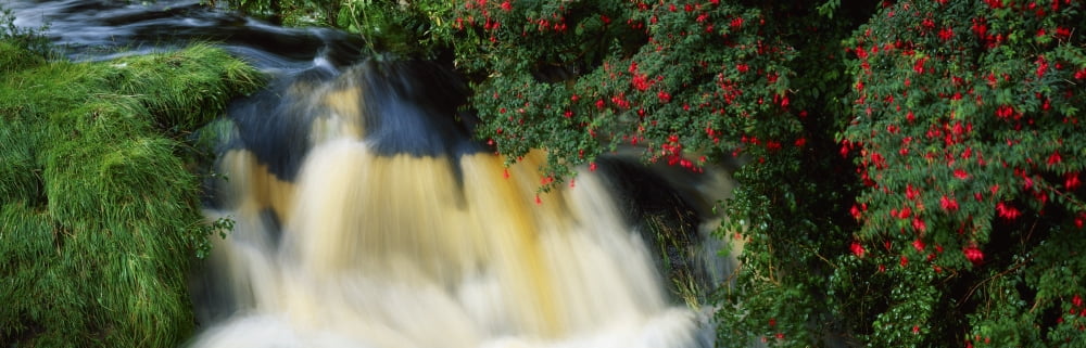 Waterfall And Fuschia Ireland Canvas Art - The Irish Image Collection Design Pics (44 x 14)