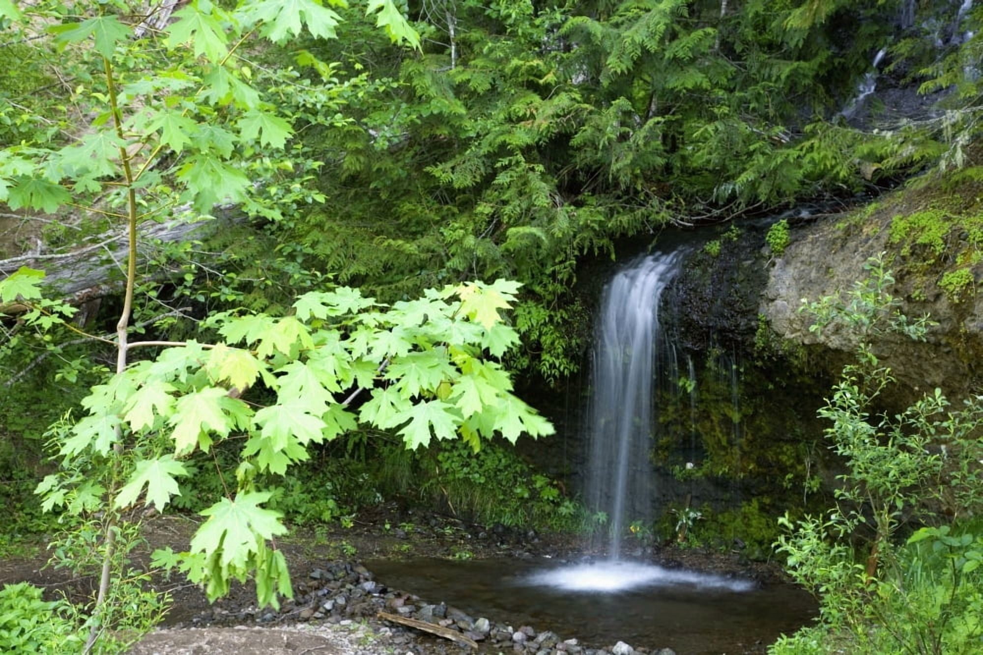Waterfall In The Forest Canvas Art - Craig Tuttle Design Pics (38 x 24)