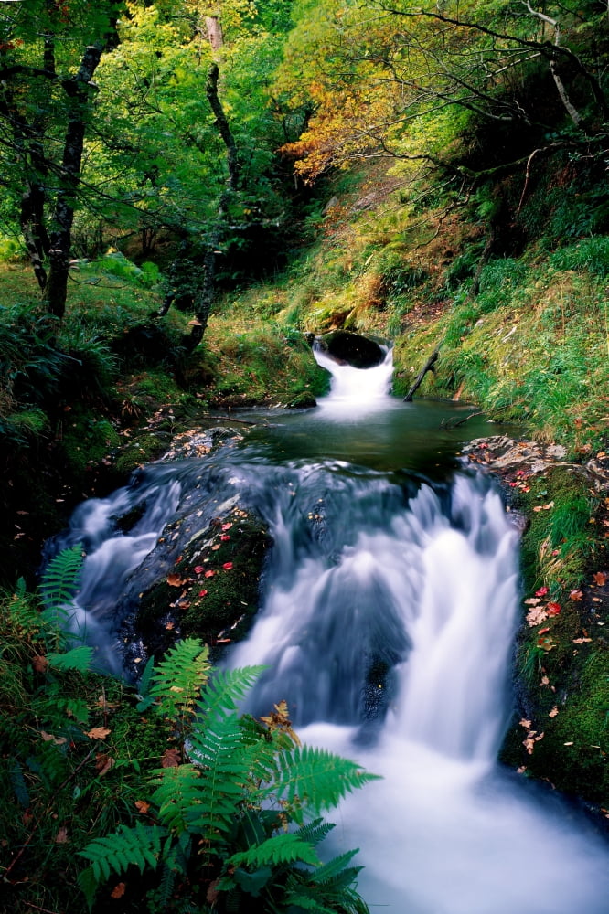 Waterfall In The Woods Ireland Canvas Art - The Irish Image Collection Design Pics (24 x 36)