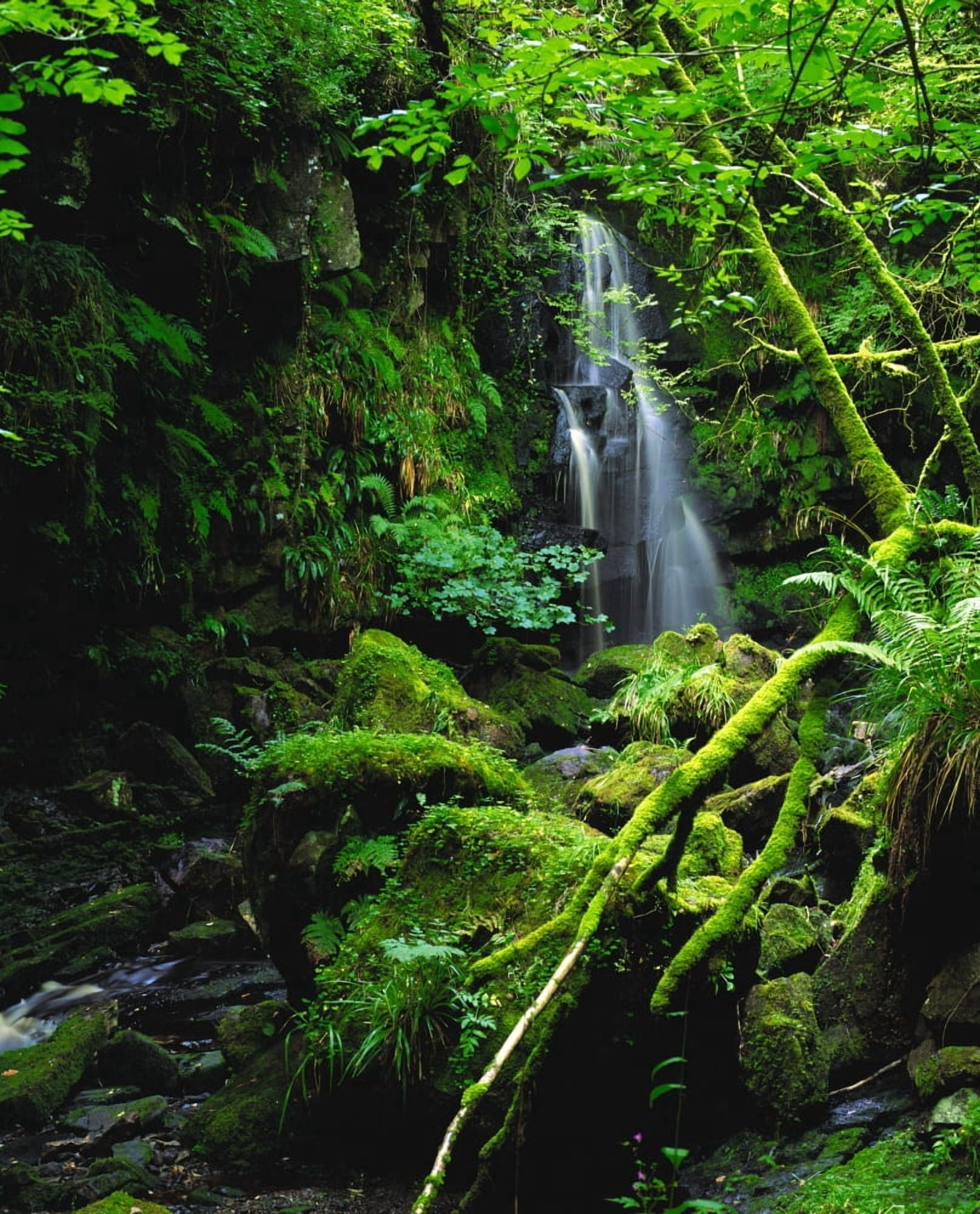 Waterfall Sloughan Glen Co Tyrone Ireland Canvas Art - The Irish Image Collection Design Pics (13 x 16)