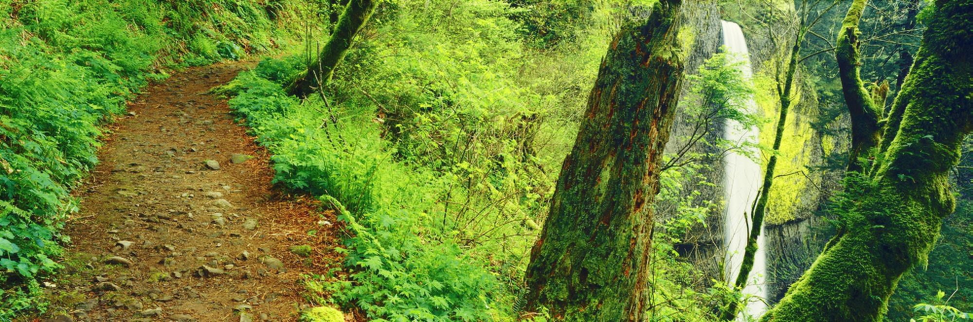 Waterfall and hiking trail Latourell Falls Columbia River Gorge Oregon USA Canvas Art - Panoramic Images (27 x 9)