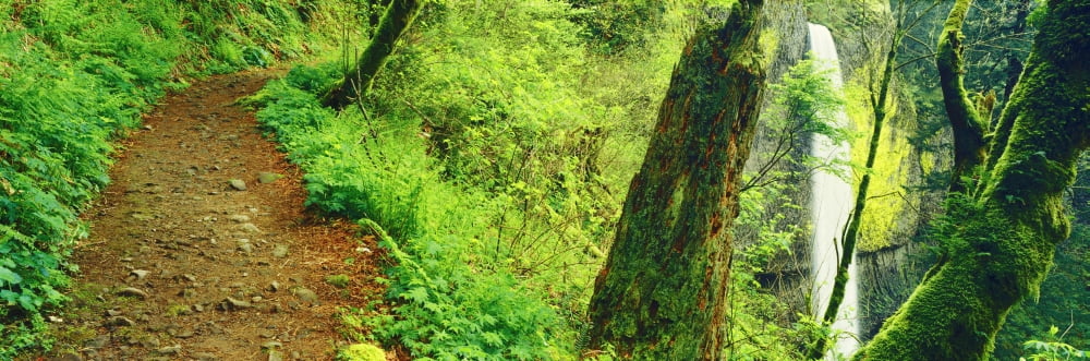 Waterfall and hiking trail Latourell Falls Columbia River Gorge Oregon USA Canvas Art - Panoramic Images (36 x 12)