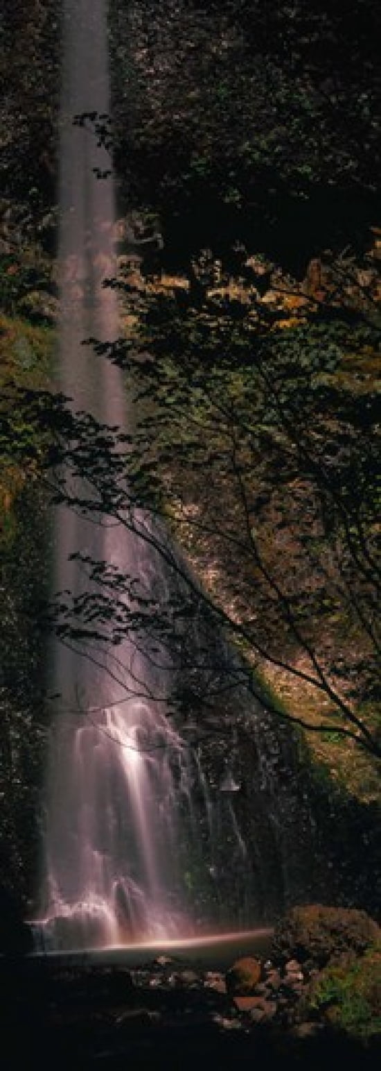 Waterfall in a forest Columbia Gorge Oregon USA Canvas Art - Panoramic Images (36 x 13)