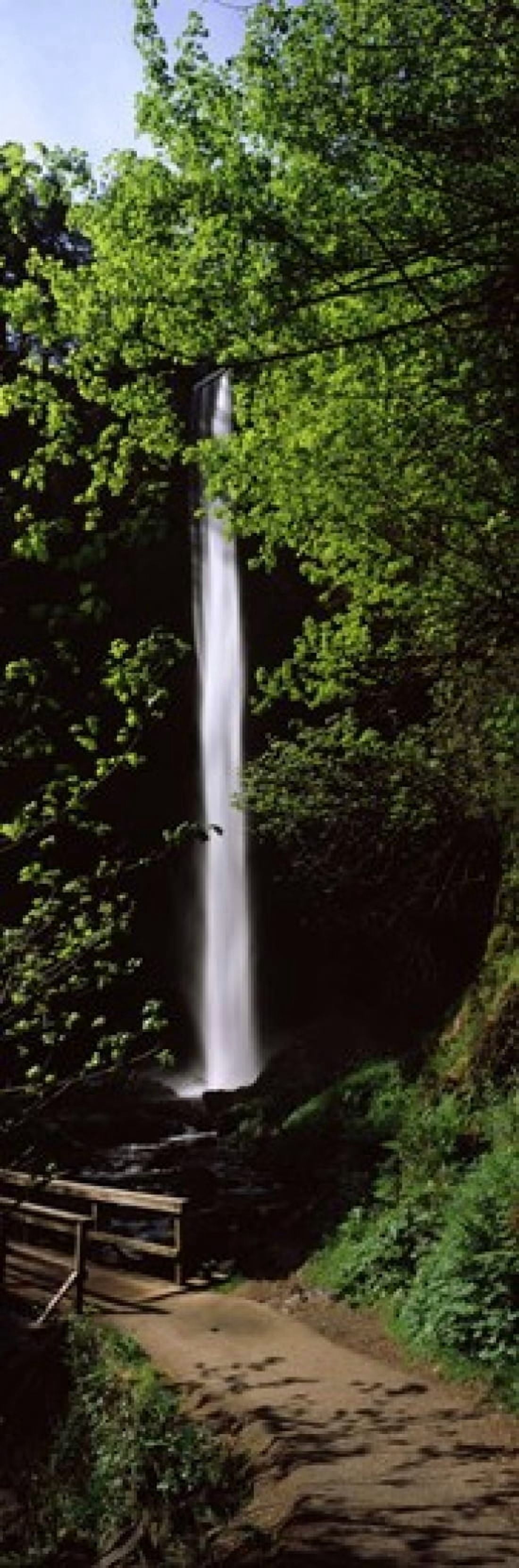 Waterfall in a forest Columbia River Gorge Oregon USA Canvas Art - Panoramic Images (18 x 6)