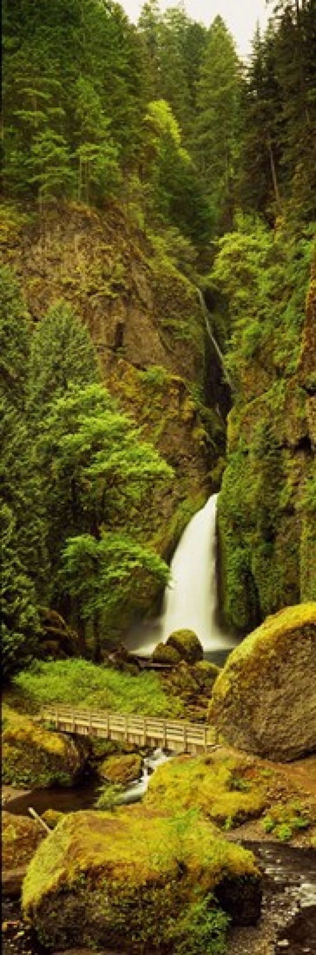 Waterfall in a forest Columbia River Gorge Oregon USA Canvas Art - Panoramic Images (36 x 12)