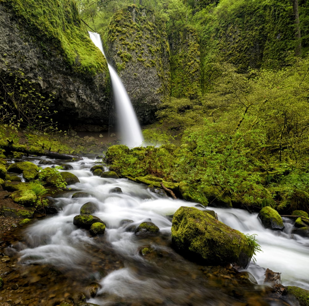 Waterfall in a forest Horsetail Falls Columbia Gorge National Scenic Area Oregon USA Canvas Art - Panoramic Images (24 x 24)