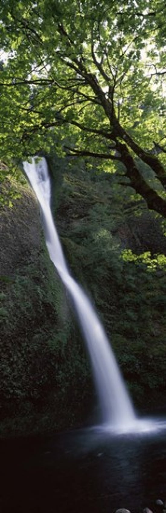 Waterfall in a forest Horsetail falls Larch Mountain Hood River Columbia River Gorge Oregon USA Canvas Art - Panoramic Images (36 x 12)
