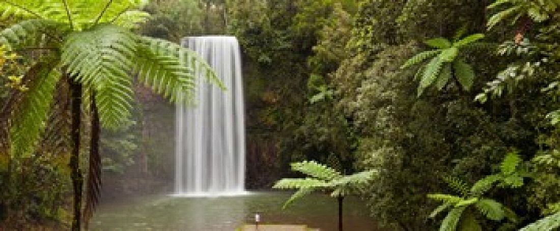Waterfall in a forest Millaa Millaa Falls Atherton Tableland Queensland Australia Canvas Art - Panoramic Images (15 x 6)